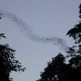 Khao NP - Bats